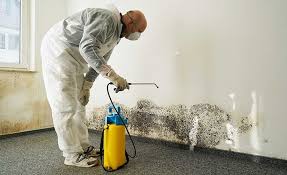 Professional Mold Inspection in Fairview, CA