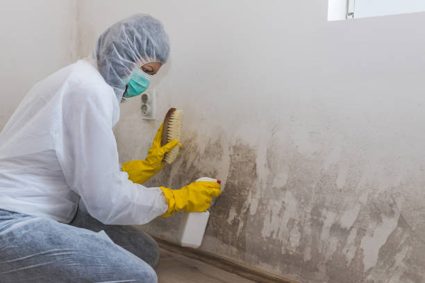 Best Black Mold Removal  in Fairview, CA